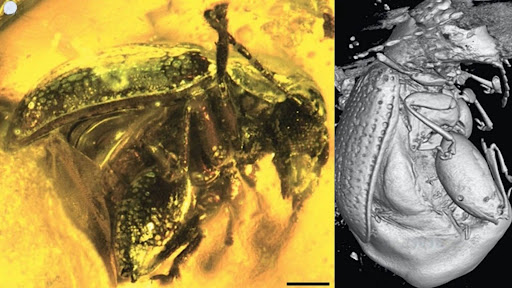 Scientists find new species of fossilized leaf beetle trapped in amber from Kutch basin